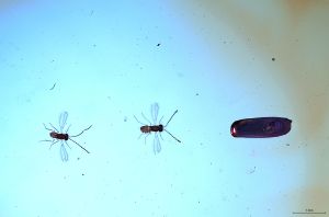 Th2182 lineipennis 1m 1f.jpg