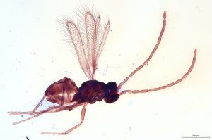 Th2982-I-0 lineipennis m.jpg