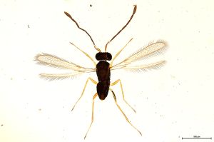 Th2987-0 lineipennis.jpg