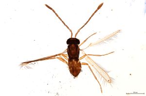 Th2988-I-0 lineipennis.jpg