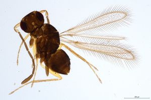 Th444-I-0 lineipennis.jpg