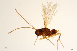 Th445-I-0 lineipennis male.jpg