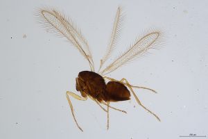 Th446-I-0 lineipennis.jpg