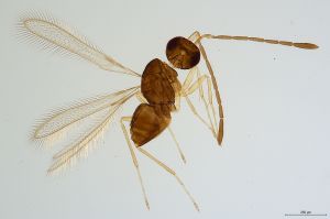 Th447-0 lineipennis.jpg