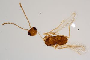 Th448-0 lineipennis.jpg