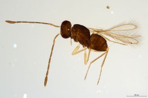 Th449-0 lineipennis.jpg