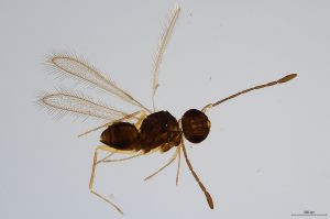 Th450-0 lineipennis.jpg