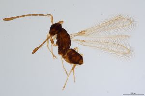 Th685-0 lineipennis.jpg