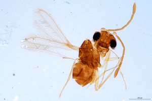 Th1460-0 lineipennis.jpg