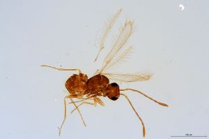 Th2863-0 lineipennis.jpg