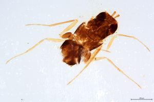 Th1162-II-0 lineipennis.jpg