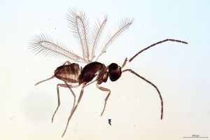 Th1213-II-0  male.jpg