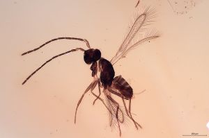 Th1213-III-0 male.jpg