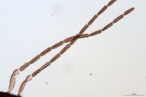 Th1213-IV-0 lineipennis.jpg