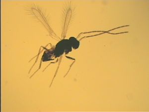 Th1213-IV-1 male.jpg