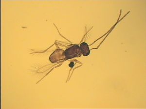 Th1213-VIII male.jpg