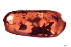 Th1213-X-0-1 ovo.jpg