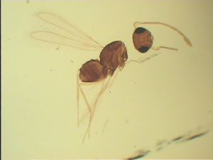 Th1223 no LASX image.jpg