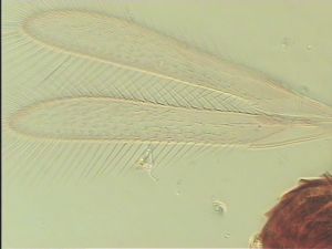 Th1223-1no LASX image.jpg