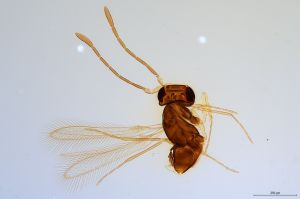 Th1224--0 lineipennis.jpg