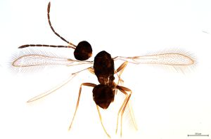 Th1461-0 lineipennis.jpg