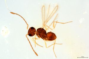 Th1463-0 lineipennis.jpg