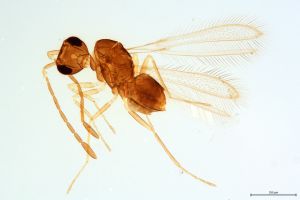 Th1464-0 lineipennis.jpg