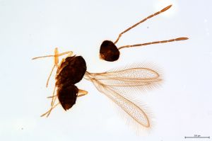 Th1465-0 lineipennis cf..jpg