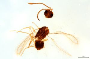 Th1466-0 lineipennis.jpg