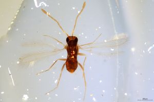 Th2774 -0 lineipennis.jpg