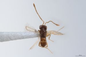 Th3312-0 lineipennis.jpg