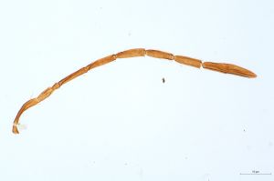 Th3953-0 lineipennis.jpg