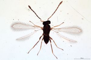 Th118-0 longicornis.jpg