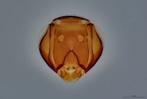 Th197-0 longicornis.jpg