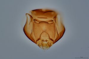 Th198-0 longicornis.jpg