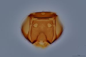 Th199-0-1 longicornis.jpg