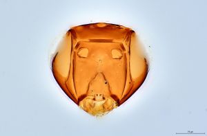 Th200-0 longicornis.jpg