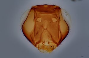 Th204-0 longicornis.jpg