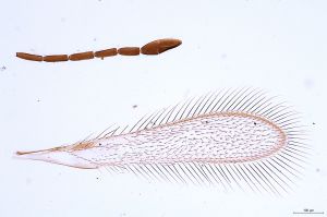 Th219-0 longicornis.jpg