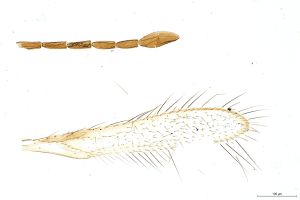 Th231-0 longicornis cf.jpg