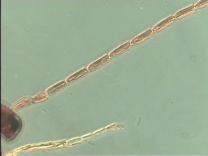 Th302-1 longicornis cf male.jpg