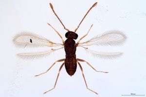 Th334-0 longicornis M1=M2.jpg