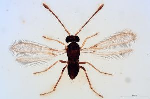 Th336-0 longicornis M1=M2.jpg