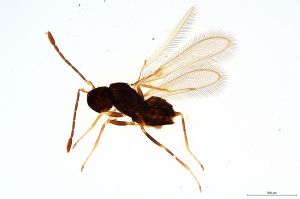 Th415-0 longicornis M1=M2.jpg