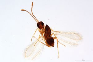 Th420-0 longicornis.jpg