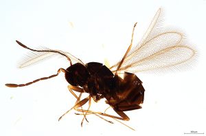 Th427-0 longicornis M1=M2.jpg