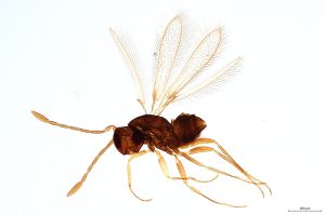 Th59-0 longicornis.jpg