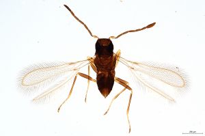 Th99-0 longicornis.jpg