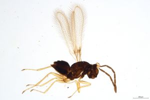 Th1024-0 longicornis.jpg