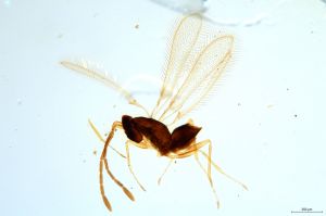 Th1063-0 longicornis.jpg